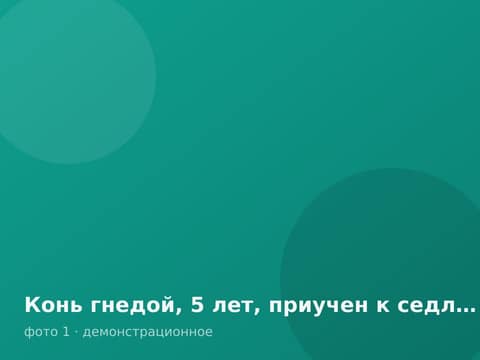 Конь гнедой, 5 лет, приучен к седлу