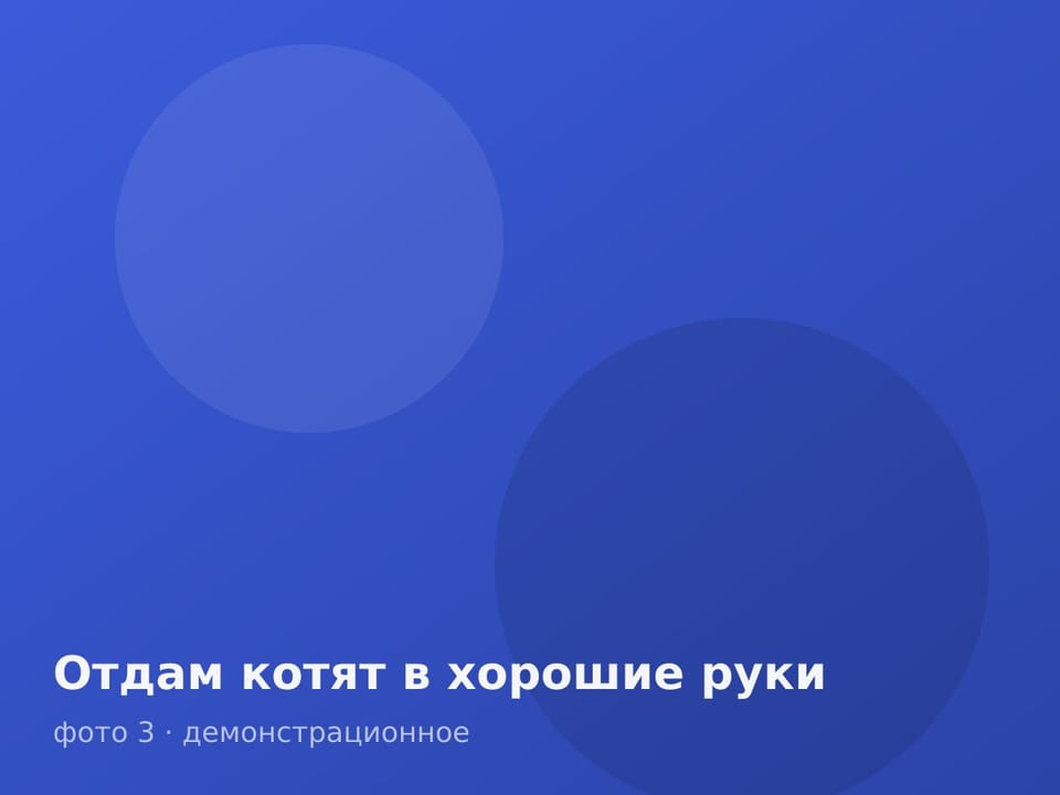 Отдам котят в хорошие руки — фото 3