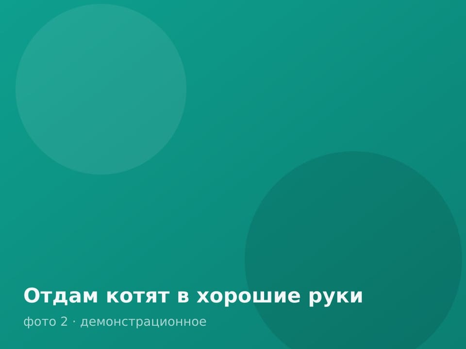 Отдам котят в хорошие руки — фото 2