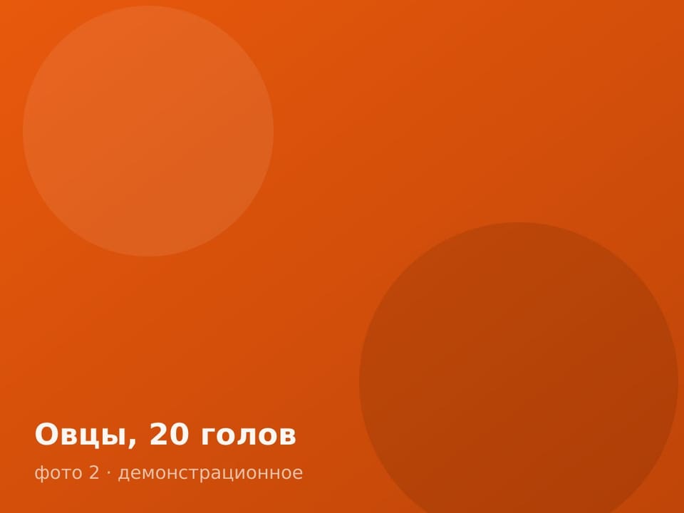 Овцы, 20 голов — фото 2