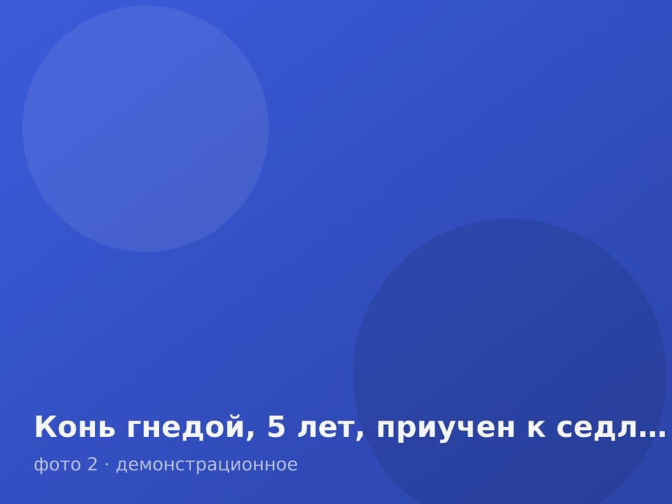 Конь гнедой, 5 лет, приучен к седлу — фото 2