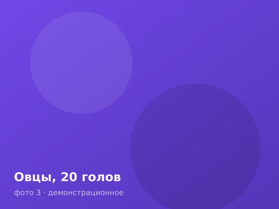 Овцы, 20 голов — фото 3