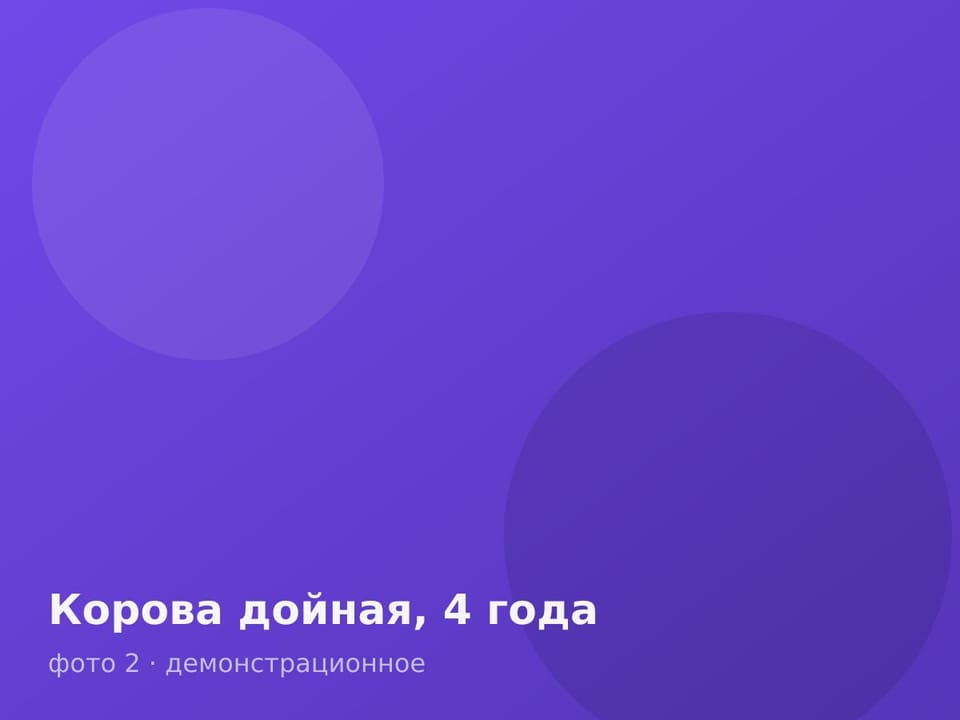 Корова дойная, 4 года — фото 2