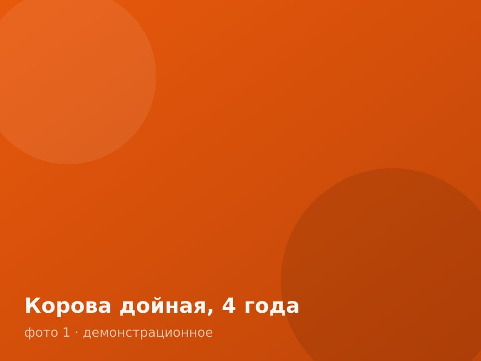 Корова дойная, 4 года — фото 1