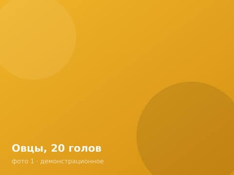 Овцы, 20 голов
