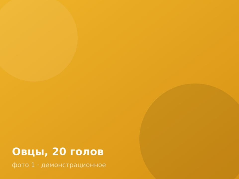 Овцы, 20 голов — фото 1
