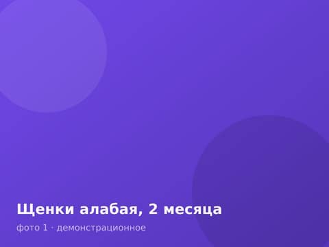 Щенки алабая, 2 месяца