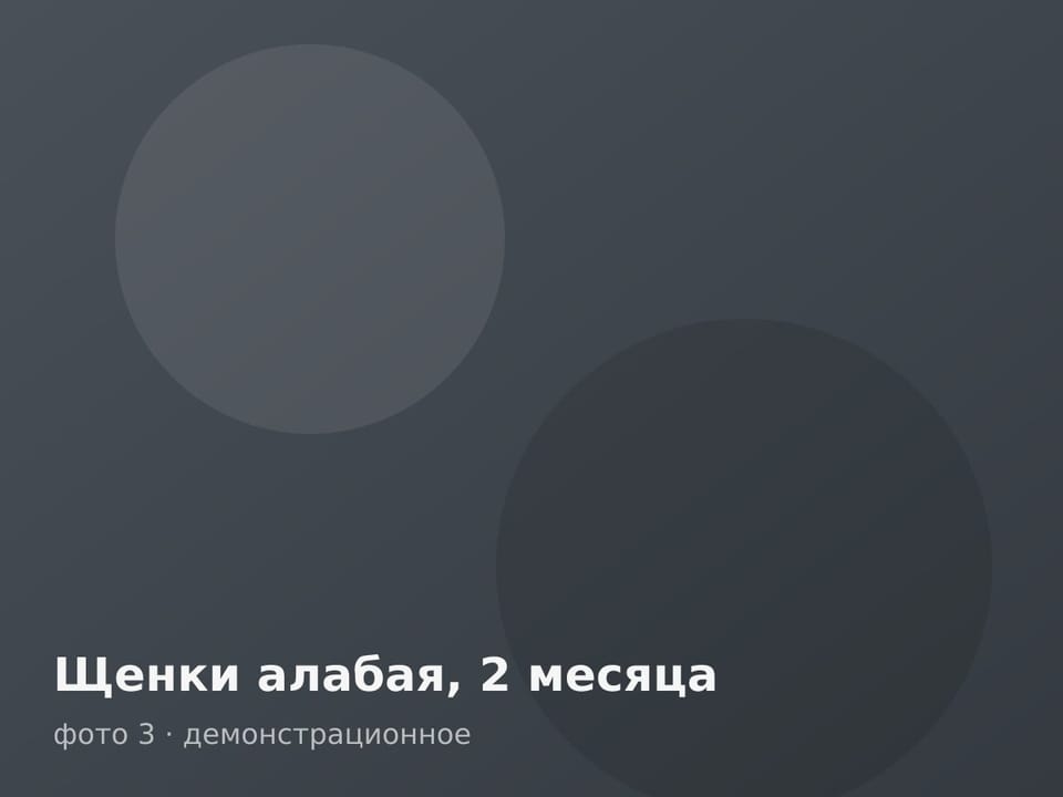 Щенки алабая, 2 месяца — фото 3