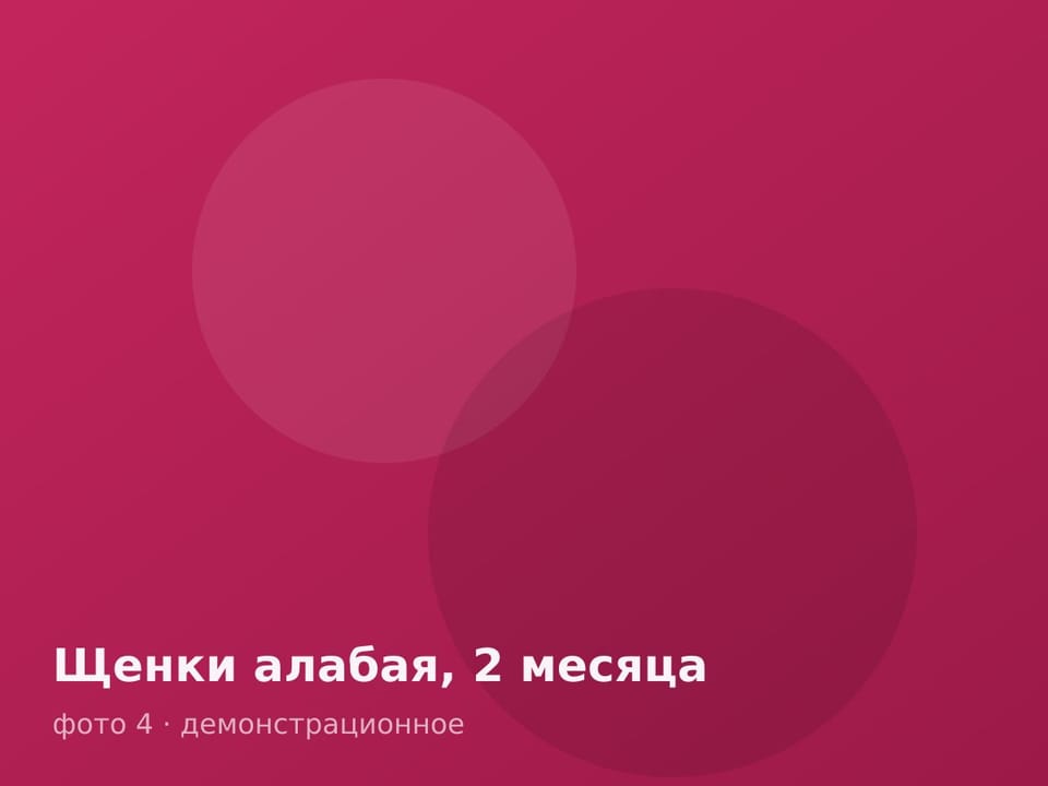 Щенки алабая, 2 месяца — фото 4